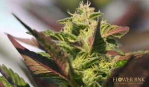 Read more about the article How to Choose the Right Cannabis Strain for Your Mood